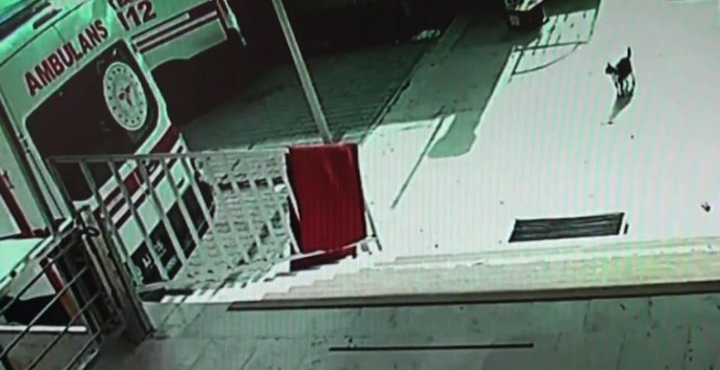dogum sancisi ceken kedi aile sagligi merkezine geldi dogumu burada yaptirildi