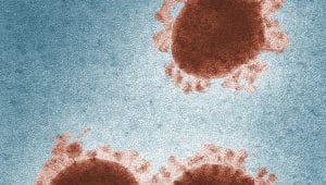 Dünya henüz koronavirüs salgınının etkisinden kurtulamamışken, sayıları hızla artan maymun