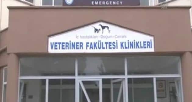 veteriner fakultelerine dava8230 ameliyat sonrasi hastane hizmeti verilmedigi iddiasi