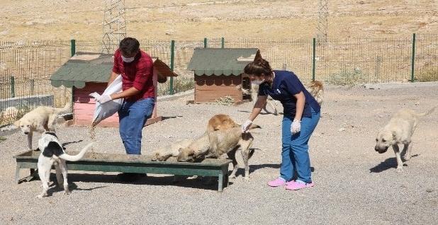 sakarya8217da sahipsiz hayvanlara rehabilitasyon merkezi aciliyor