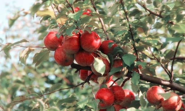 elma çayının faydaları nelerdir?