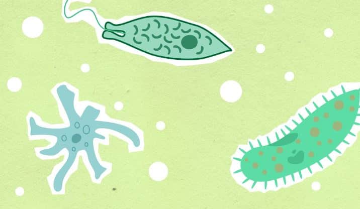 mikrobiyofobi nedir?