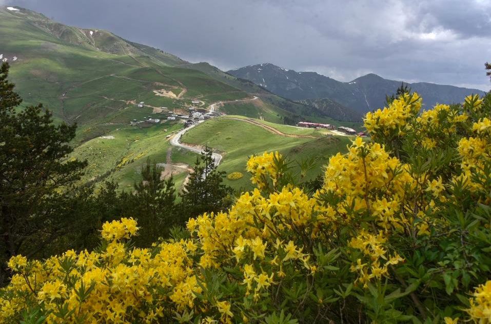 deli bal dikkatli tuketilmeli.