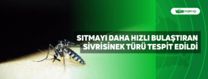 Sıtmayı Daha Hızlı Bulaştıran Sivrisinek Türü Tespit Edildi