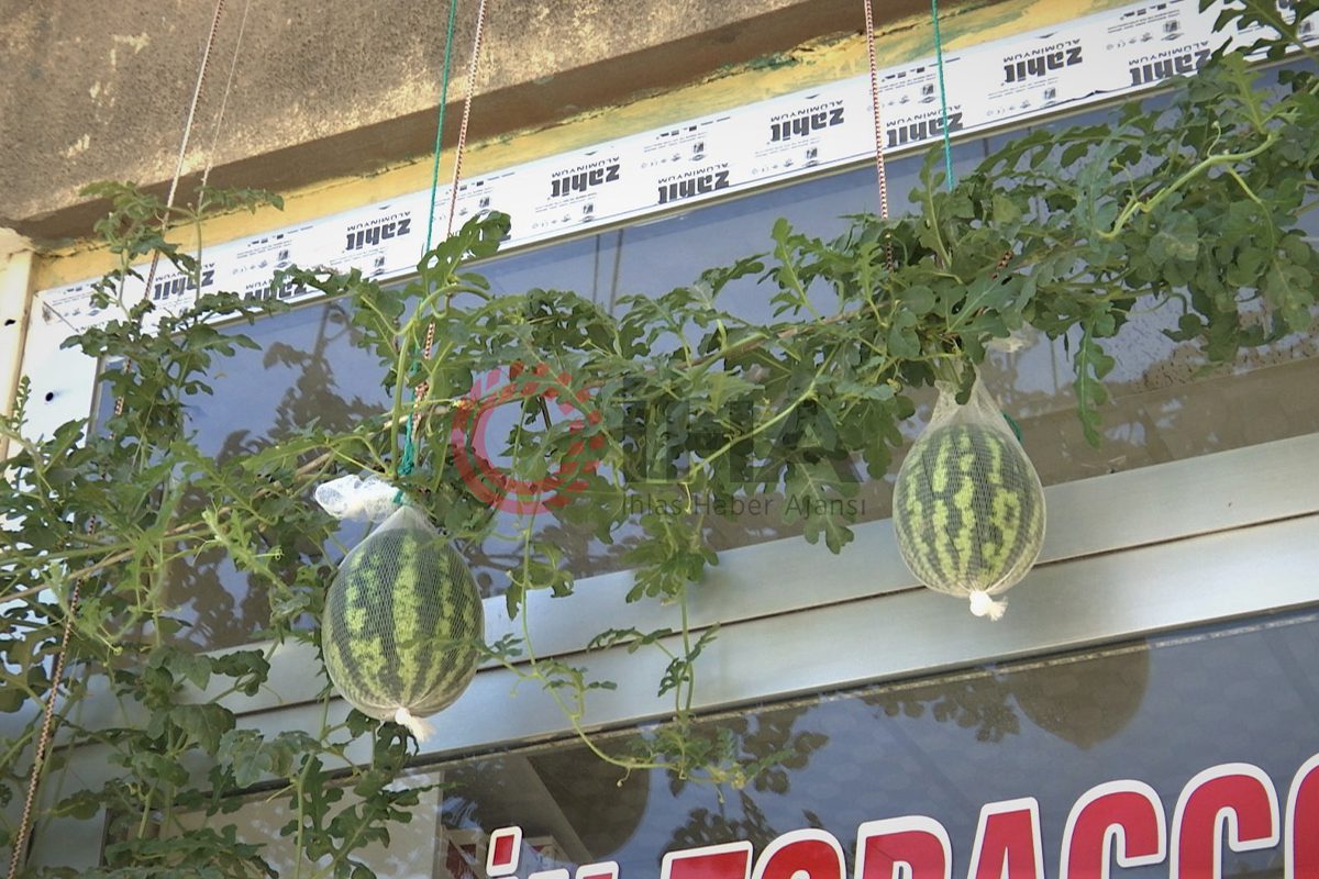 görenler karpuzun orada nasıl yetiştiğine anlam veremediler