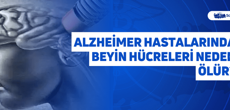 alzheimer hastalarında beyin hücreleri neden ölür?