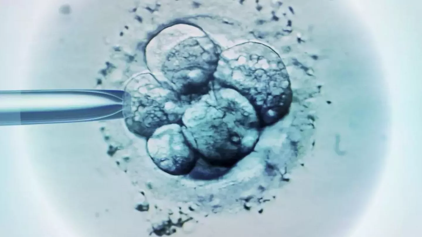 bilim insanlari kok hucre kullanarak embriyo gelistirdi