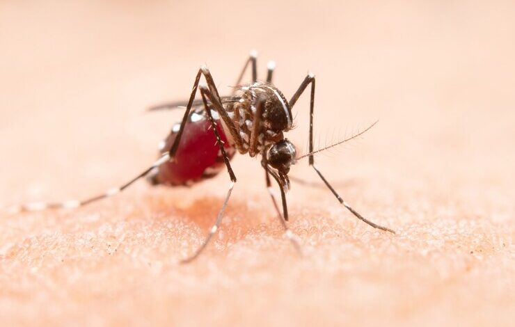 fda, chikungunya virüsünün neden olduğu hastalığa karşı i̇lk aşıyı onayladı fda, chikungunya virüsünün neden olduğu hastalığa karşı i̇lk aşıyı onayladı