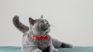 kedi tırmığı hastalığı nedir? hastalığın sebep olduğu durumlar nelerdir?