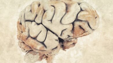 'antik beyin' arşivi bugünkü akıl hastalıklarının sebebine işık tutacak