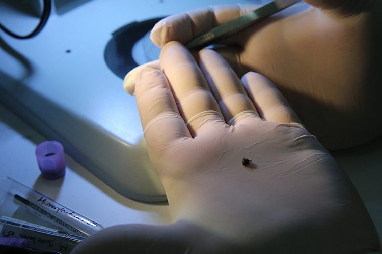 Keneler 200 Kadar Hastalığın Taşıyıcısı Olabilir