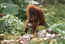 bilim i̇nsanları i̇lk defa gözlemledi: orangutan yarasını i̇yileştirmek i̇çin şifalı bir bitkiye başvurdu