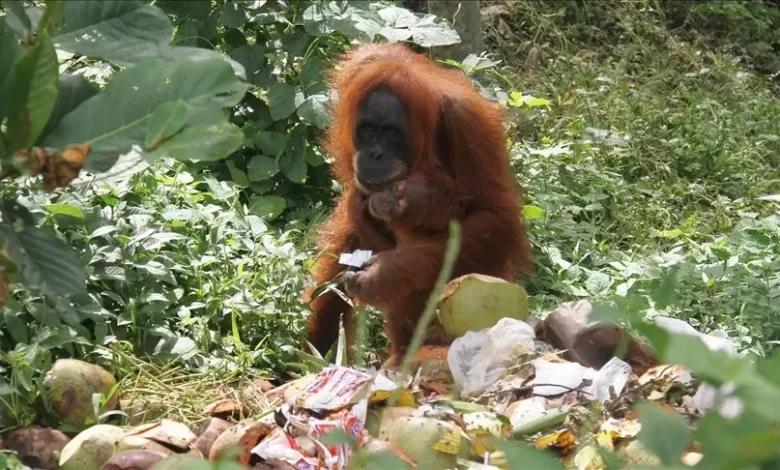 bilim i̇nsanları i̇lk defa gözlemledi: orangutan yarasını i̇yileştirmek i̇çin şifalı bir bitkiye başvurdu