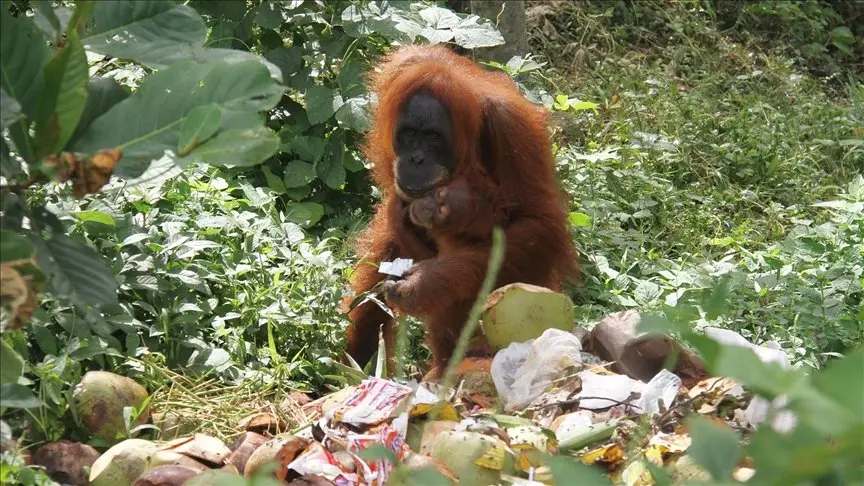 Bilim İnsanları İlk Defa Gözlemledi: Orangutan Yarasını İyileştirmek İçin Şifalı Bir Bitkiye Başvurdu