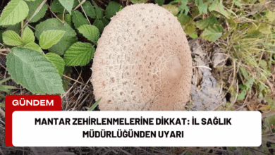 mantar zehirlenmelerine dikkat: i̇l sağlık müdürlüğünden uyarı