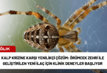 kalp krizine karşı yenilikçi çözüm: örümcek zehri ile geliştirilen yeni i̇laç i̇çin klinik deneyler başlıyor