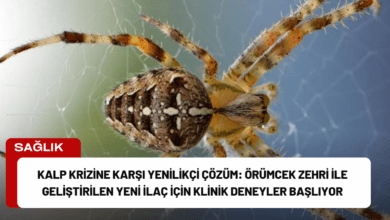 kalp krizine karşı yenilikçi çözüm: örümcek zehri ile geliştirilen yeni i̇laç i̇çin klinik deneyler başlıyor