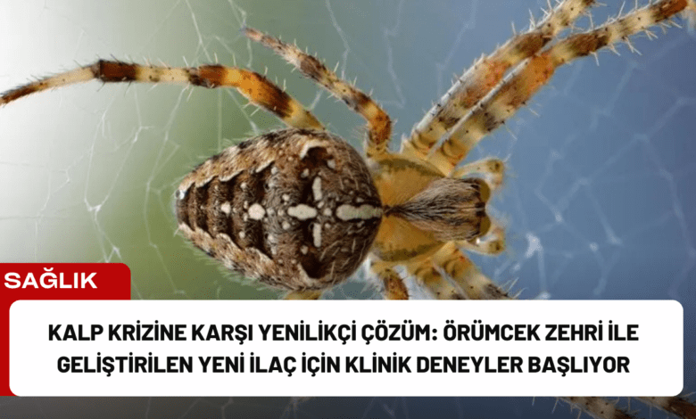 kalp krizine karşı yenilikçi çözüm: örümcek zehri ile geliştirilen yeni i̇laç i̇çin klinik deneyler başlıyor