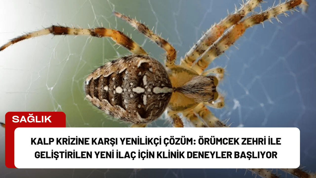 Kalp Krizine Karşı Yenilikçi Çözüm: Örümcek Zehri ile Geliştirilen Yeni İlaç İçin Klinik Deneyler Başlıyor