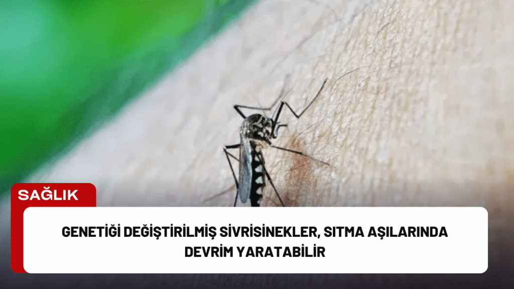 Genetiği Değiştirilmiş Sivrisinekler, Sıtma Aşılarında Devrim Yaratabilir