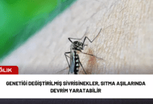 genetiği değiştirilmiş sivrisinekler, sıtma aşılarında devrim yaratabilir