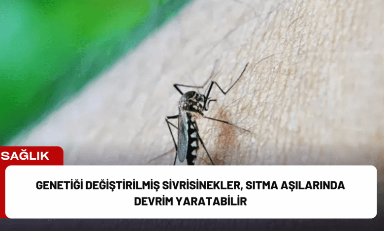 genetiği değiştirilmiş sivrisinekler, sıtma aşılarında devrim yaratabilir