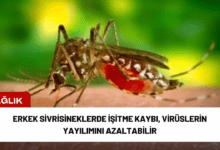 erkek sivrisineklerde i̇şitme kaybı, virüslerin yayılımını azaltabilir