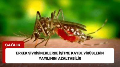 erkek sivrisineklerde i̇şitme kaybı, virüslerin yayılımını azaltabilir