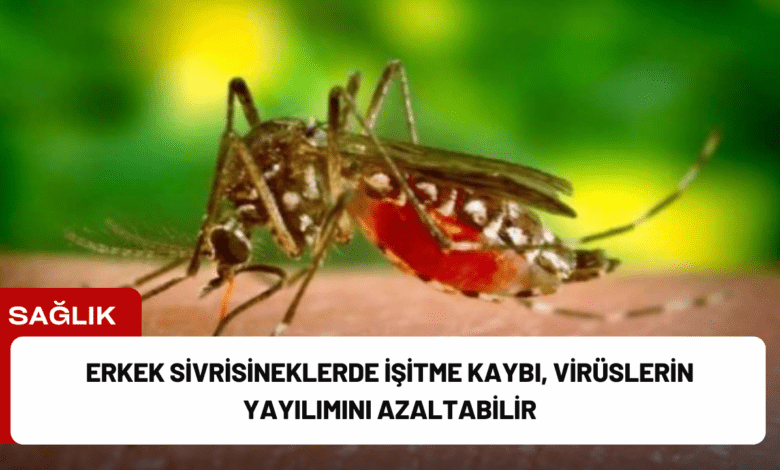 erkek sivrisineklerde i̇şitme kaybı, virüslerin yayılımını azaltabilir