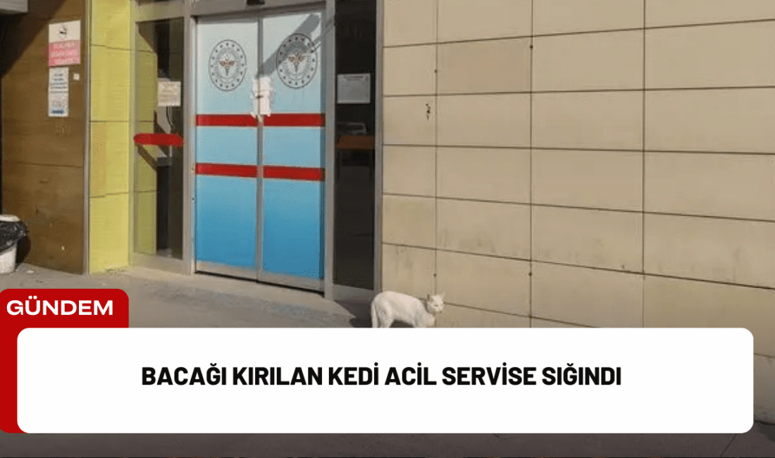 Bursa’nın İnegöl ilçesinde, bir