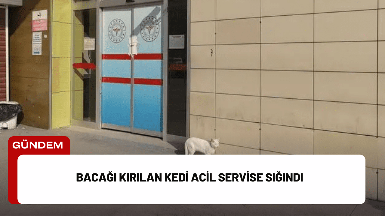 Bacağı Kırılan Kedi Acil Servise Sığındı Bacağı Kırılan Kedi Acil Servise Sığındı