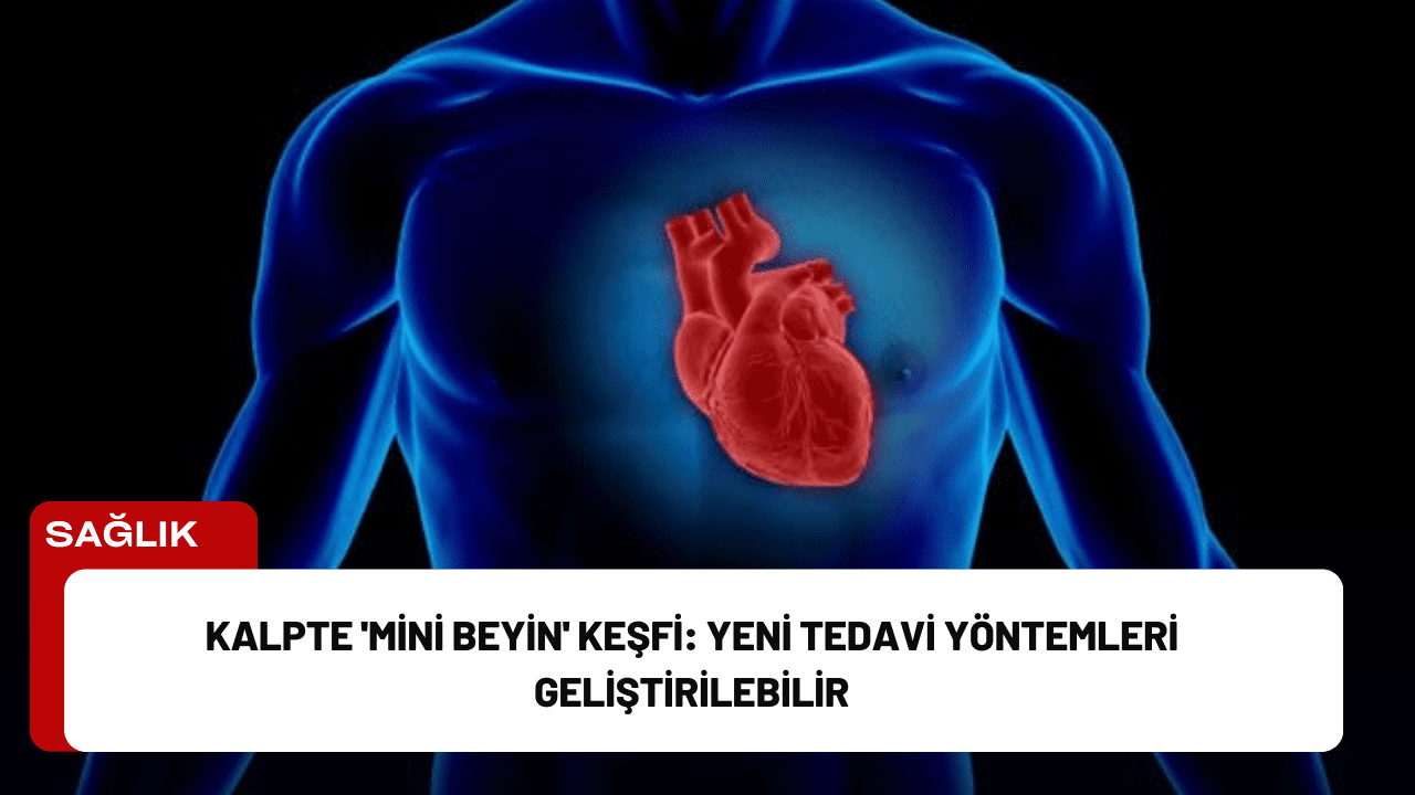 Kalpte 'Mini Beyin' Keşfi: Yeni Tedavi Yöntemleri Geliştirilebilir