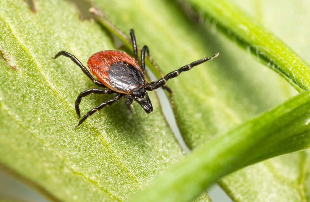 Keneler (Ixodida), kan emerek beslenen ve birçok patojen taşıyan eklembacaklılar