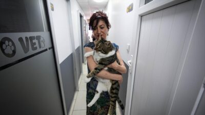 İzmir’de sokakta zor durumda bulunan ve veteriner kliniğinde diyabet teşhisi