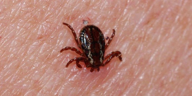 Kayseri’nin Pınarbaşı ilçesinde, Kırım Kongo Kanamalı Ateşi (KKKA) şüphesiyle tedavi