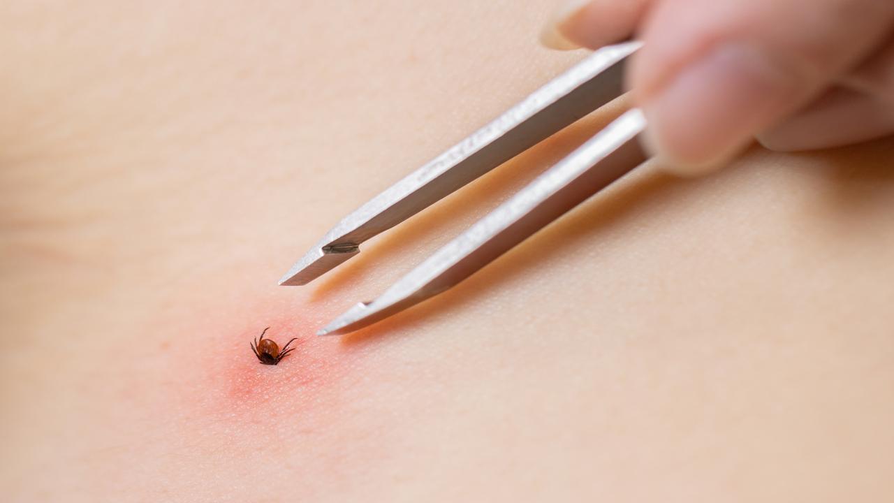 İstanbul'da Görülen Keneler İncelendi: Zararsız Tür Olduğu Tespit Edildi İstanbul'da Görülen Keneler İncelendi: Zararsız Tür Olduğu Tespit Edildi