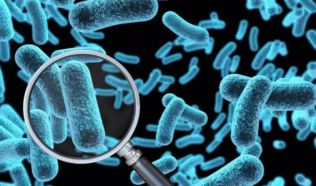 Bilim insanları, yaygın bir mide bakterisinin önümüzdeki yıllarda dünya genelinde