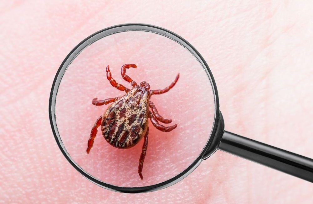 Ondokuz Mayıs Üniversitesi (OMÜ) Veteriner Fakültesi öncülüğünde yürütülen kapsamlı bir