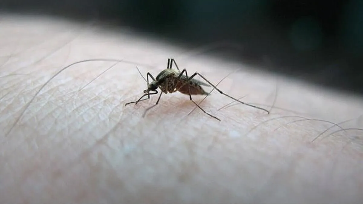 Dünyayı Tehdit Eden Chikungunya Alarmı: Çin’de Rekor Salgın, ABD’ye Kadar Yayıldı