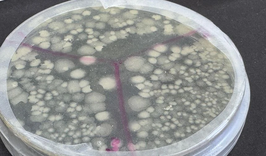 ABD’li bilim insanları, insanlarda nadir görülen bir genetik mutasyondan yola