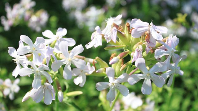 Ege Üniversitesi (EÜ) ve Aydın Adnan Menderes Üniversitesinden bilim insanları,