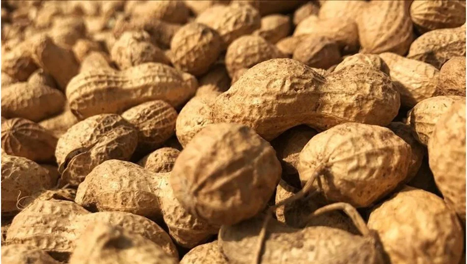 Yeni bir araştırma, bebeklikte yer fıstığı ürünlerinin verilmesinin, yaşamı tehdit