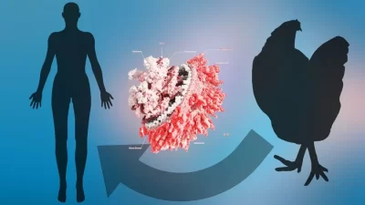 ABD’nin Washington eyaletinde, insanlarda daha önce hiç görülmemiş H5N5 kuş