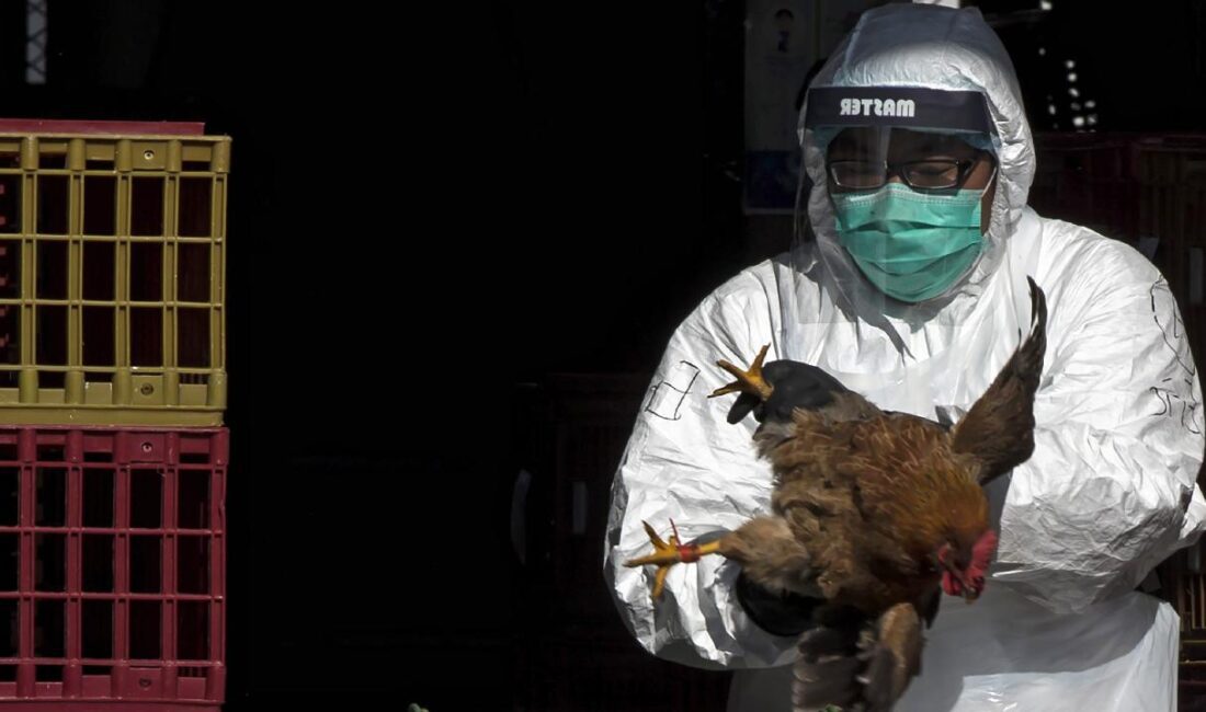 Bilim insanları, H5N1 kuş gribinin insanlara uyum sağlaması halinde küresel
