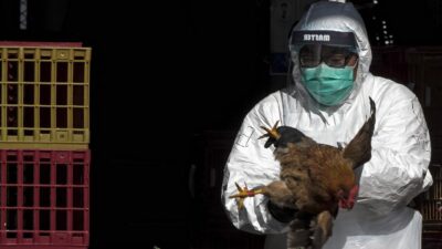 Bilim insanları, H5N1 kuş gribinin insanlara uyum sağlaması halinde küresel