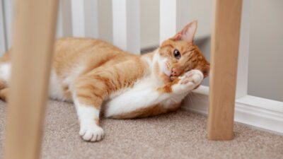 Ondokuz Mayıs Üniversitesi (OMÜ) Veteriner Fakültesinde yürütülen çalışmada, sigara içilen