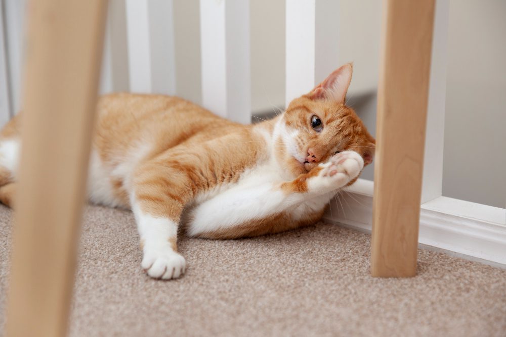 Evde İçilen Sigara Evcil Hayvanları da Zehirliyor Evde İçilen Sigara Evcil Hayvanları da Zehirliyor