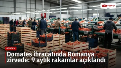 Türkiye'nin domates ihracatı ocak-eylül döneminde yüzde 4,19 artarak 304 milyon